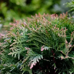 Thuja 'Danica Aurea'